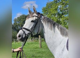 Cheval de sport irlandais, Jument, 5 Ans, 162 cm, Gris pommelé