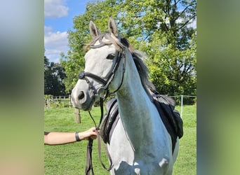 Cheval de sport irlandais, Jument, 5 Ans, 162 cm, Gris pommelé