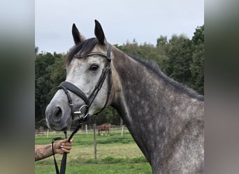 Cheval de sport irlandais Croisé, Jument, 5 Ans, 162 cm, Gris pommelé