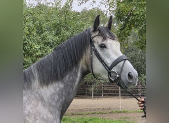 Cheval de sport irlandais Croisé, Jument, 5 Ans, 162 cm, Gris pommelé