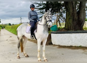 Cheval de sport irlandais, Jument, 5 Ans, 162 cm, Pinto
