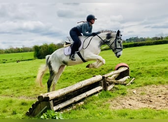 Cheval de sport irlandais, Jument, 5 Ans, 162 cm, Pinto