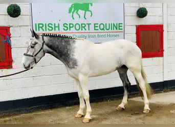 Cheval de sport irlandais, Jument, 5 Ans, 162 cm, Pinto
