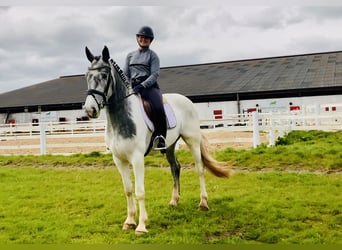 Cheval de sport irlandais, Jument, 5 Ans, 162 cm, Pinto
