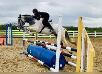 Cheval de sport irlandais, Jument, 5 Ans, 162 cm, Pinto