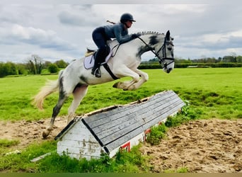 Cheval de sport irlandais, Jument, 5 Ans, 162 cm, Pinto