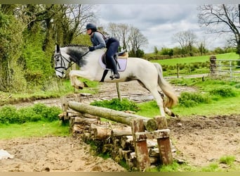 Cheval de sport irlandais, Jument, 5 Ans, 162 cm, Pinto
