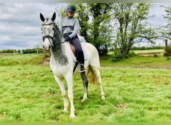 Cheval de sport irlandais, Jument, 5 Ans, 162 cm, Pinto
