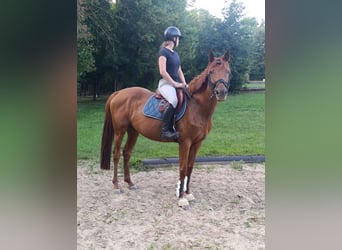 Cheval de sport irlandais, Jument, 5 Ans, 163 cm, Alezan