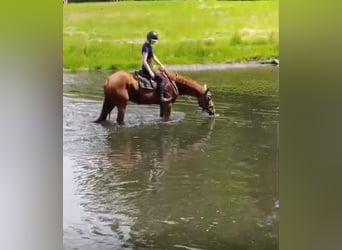 Cheval de sport irlandais, Jument, 5 Ans, 163 cm, Alezan