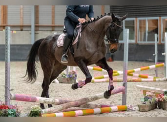 Cheval de sport irlandais Croisé, Jument, 5 Ans, 163 cm, Noir