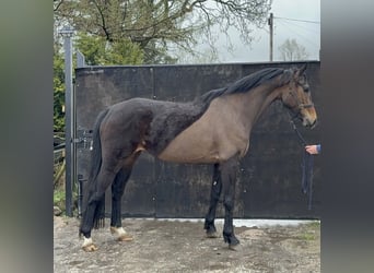 Cheval de sport irlandais, Jument, 5 Ans, 164 cm, Bai brun