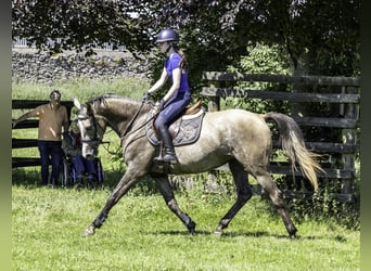Cheval de sport irlandais, Jument, 5 Ans, 164 cm, Gris