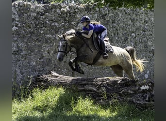 Cheval de sport irlandais, Jument, 5 Ans, 164 cm, Gris