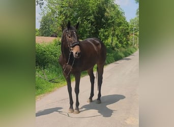 Cheval de sport irlandais, Jument, 5 Ans, 165 cm, Bai brun