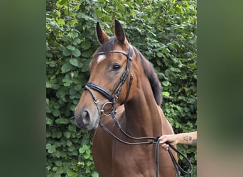 Cheval de sport irlandais, Jument, 5 Ans, 165 cm, Bai