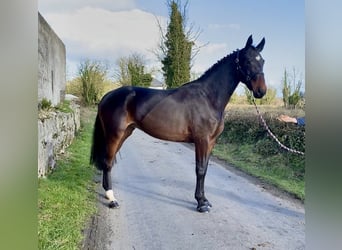 Cheval de sport irlandais, Jument, 5 Ans, 167 cm
