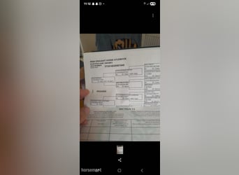 Cheval de sport irlandais, Jument, 5 Ans, 168 cm, Alezan brûlé