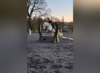 Cheval de sport irlandais, Jument, 5 Ans, 170 cm, Gris