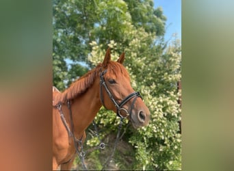 Cheval de sport irlandais, Jument, 5 Ans, Alezan