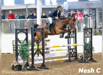 Cheval de sport irlandais, Jument, 5 Ans