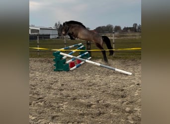 Cheval de sport irlandais, Jument, 6 Ans, 146 cm, Isabelle