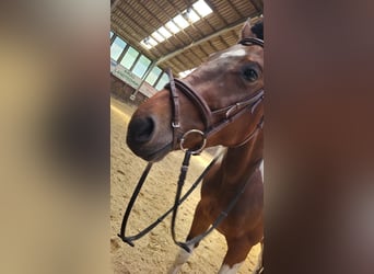 Cheval de sport irlandais, Jument, 6 Ans, 152 cm, Pinto