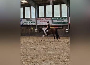 Cheval de sport irlandais, Jument, 6 Ans, 152 cm, Pinto