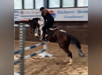 Cheval de sport irlandais, Jument, 6 Ans, 152 cm, Pinto