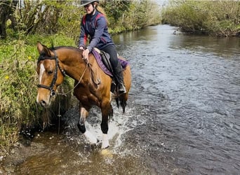 Cheval de sport irlandais, Jument, 6 Ans, 155 cm, Bai cerise