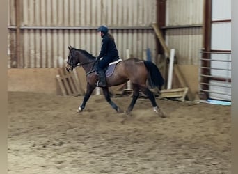 Cheval de sport irlandais, Jument, 6 Ans, 156 cm, Bai cerise