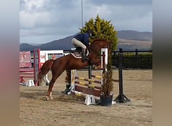 Cheval de sport irlandais, Jument, 6 Ans, 158 cm, Alezan brûlé