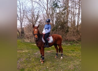 Cheval de sport irlandais, Jument, 6 Ans, 158 cm, Alezan