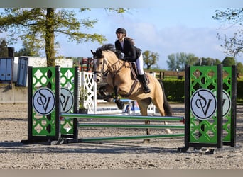 Cheval de sport irlandais, Jument, 6 Ans, 158 cm, Isabelle