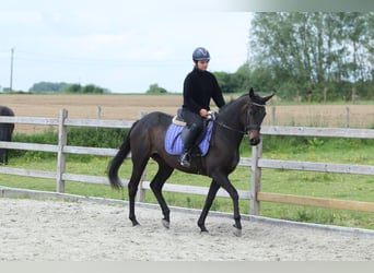 Cheval de sport irlandais, Jument, 6 Ans, 158 cm, Noir