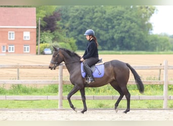 Cheval de sport irlandais, Jument, 6 Ans, 158 cm, Noir