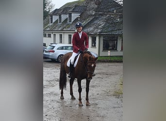 Cheval de sport irlandais, Jument, 6 Ans, 160 cm, Alezan brûlé