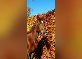 Cheval de sport irlandais, Jument, 6 Ans, 160 cm, Alezan brûlé