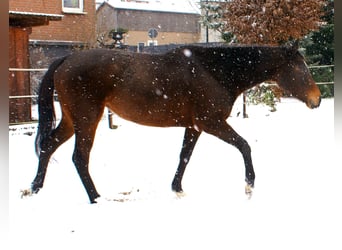 Cheval de sport irlandais, Jument, 6 Ans, 160 cm, Bai brun