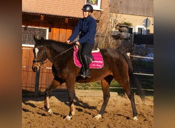 Cheval de sport irlandais, Jument, 6 Ans, 160 cm, Bai brun