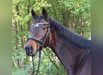 Cheval de sport irlandais, Jument, 6 Ans, 160 cm, Bai brun foncé