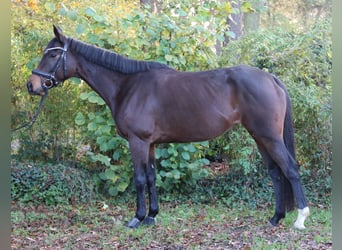 Cheval de sport irlandais, Jument, 6 Ans, 160 cm, Bai brun foncé