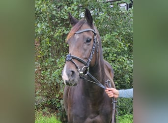 Cheval de sport irlandais, Jument, 6 Ans, 160 cm, Bai brun foncé