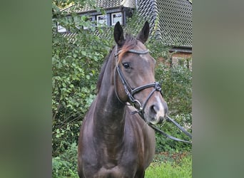 Cheval de sport irlandais, Jument, 6 Ans, 160 cm, Bai brun foncé