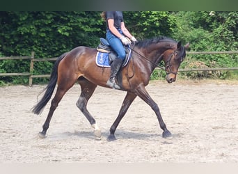 Cheval de sport irlandais, Jument, 6 Ans, 160 cm, Bai brun foncé