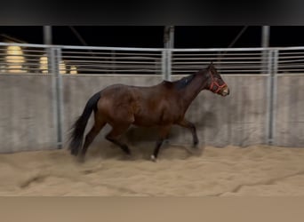 Cheval de sport irlandais, Jument, 6 Ans, 160 cm, Bai