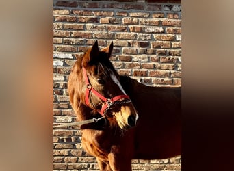 Cheval de sport irlandais, Jument, 6 Ans, 160 cm, Bai