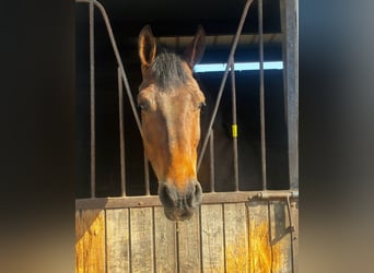 Cheval de sport irlandais, Jument, 6 Ans, 163 cm, Bai