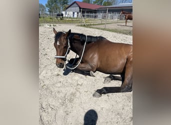 Cheval de sport irlandais, Jument, 6 Ans, 163 cm, Bai