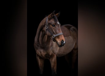 Cheval de sport irlandais, Jument, 6 Ans, 163 cm, Bai